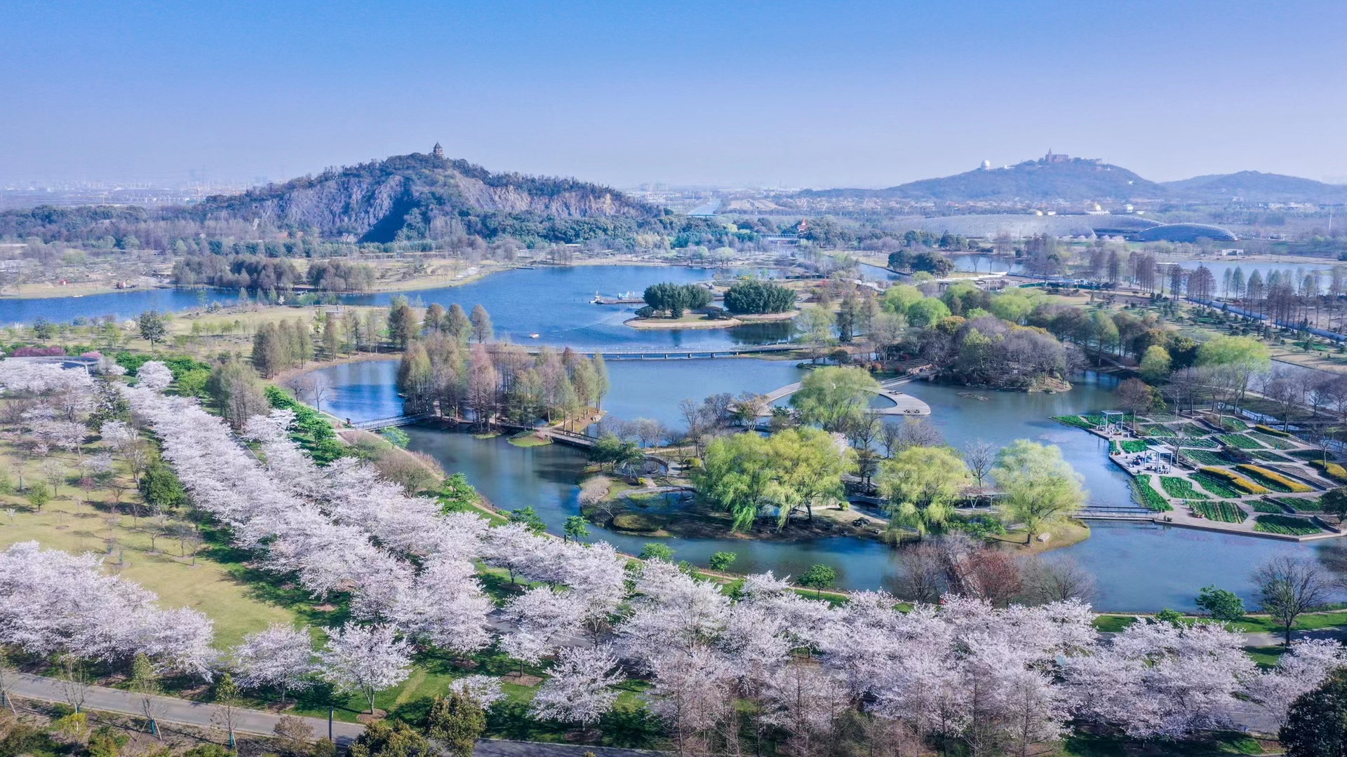 上海松江辰山植物园樱花大道两侧樱花绽放，满开与含羞半开的花朵、透着粉晕的花苞互相依偎，在辰山樱花大道上空形成片片“粉云”。.jpg